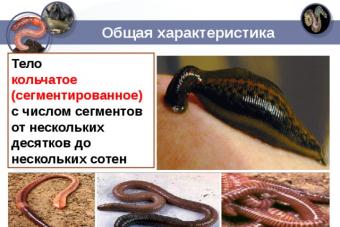 Виды червей: описание, строение, их роль в природе Тип Плоские черви их характеристика