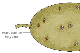 Подземные побеги Как развивается клубень картофеля