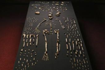 Homo naledi — загадочное звено человеческой эволюции Хронология эволюции человека